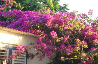photo de Dominique, Madinina surnom de la Martinique l'île aux fleurs