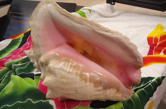 La corne de lambi