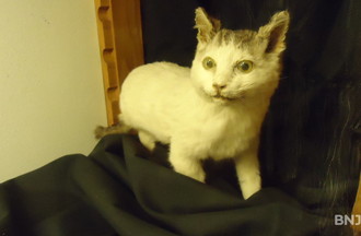 Le célèbre chat de la Sagne né avec trois pattes