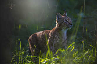 Lynx, regards croisés