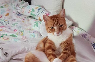 Photo du défi sur le thème des chats