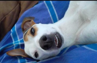 Photo du défi sur le thème des photos drôles