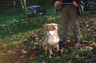 Luna chiot berger australien de 4 mois