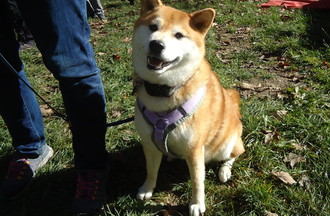 Nami shiba inu race japonaise