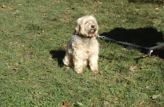 Munstang un Terrier Tibétain