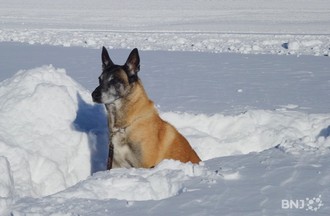 Chien d'avalanche