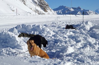 Chiens d'avalanche