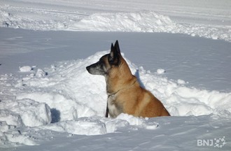 Chiens d'avalanche