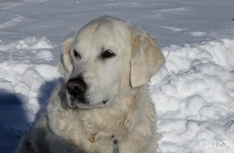 Chiens d'avalanche
