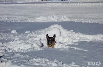 Chiens d'avalanche