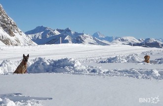 Chiens d'avalanche