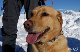 Chiens d'avalanche