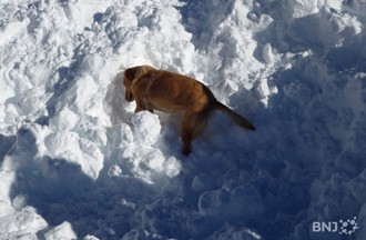 Chien d'avalanche