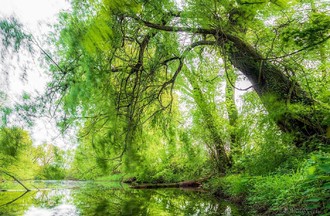 Photo du défi sur le thème des arbres, dont Gilles a une passion