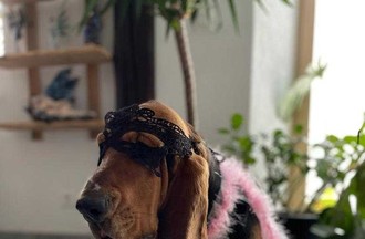Photo du défi, sur le thème burlesque en tout genre