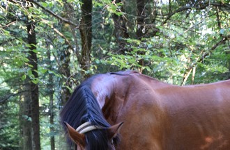 Malorie la femme qui murmure à l'oreille des chevaux