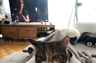 La photo gagnante du défi, choisie par Malorie, le chat Zia