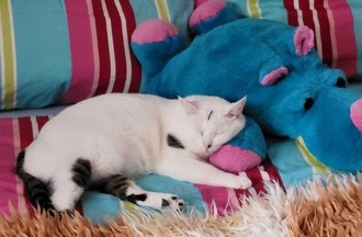 Thème du défi, des photos amusantes de vos animaux de compagnie