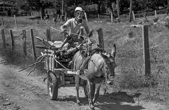 Assunto: Carroceiro de lenha
Local: Conego Marinho - MG
Autor: Chico Ferreira
Data: 05/2022