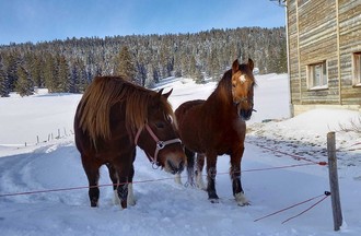 Photo du défi sur le thème des chevaux
