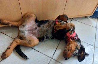 Thème du défi: photos marrantes avec vous animaux