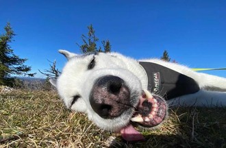Photo du défi, sur le thème des chiens