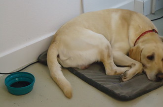   Fantasio le Labrador de Benjamin