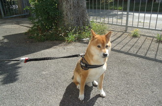 Duke chien de race shiba originaire du Japon