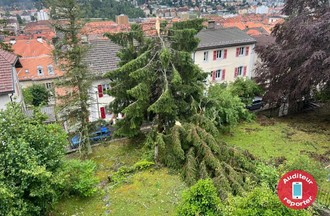 Sapin cassé à La Chaux-de-Fonds