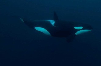 Photo de Cindy dans l'océan Arctique