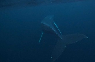 Photo de Cindy baleine dans l'océan Arctique