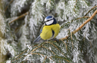 Mésange bleue