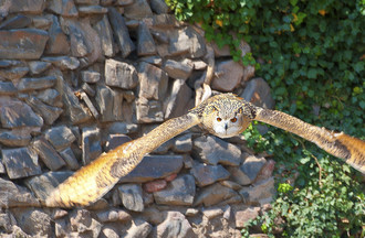 Alsace, Hibou, Oiseau, Volerie des Aigles