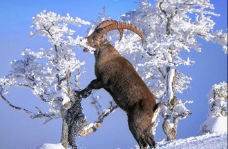 Thème: des photos insolites avec des animaux