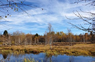 Photo du défi sur le thème: la forêt