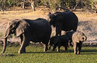 Thème du défi, des photos d'animaux sauvages