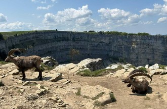 Thème du défi: des photos du Creux-du-Vent avec des animaux