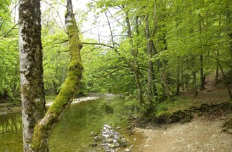 Thème du défi photos: la forêt