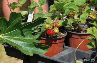 Journées des plantes Vaumarcus