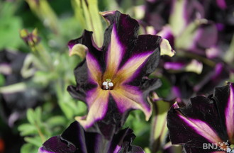 Journées des plantes Vaumarcus