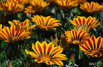 Journées des plantes Vaumarcus