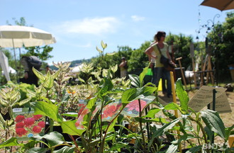 Journées des plantes Vaumarcus