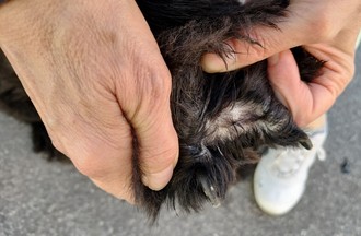 On voit la patte palmée
