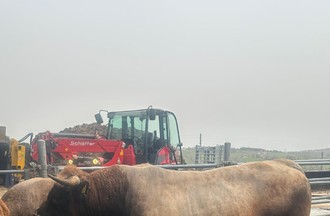 Le taureau Obélix