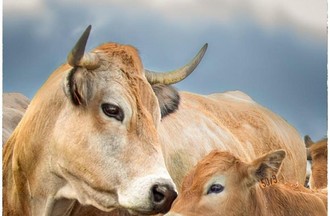 La race Aubrac