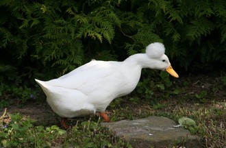  Canard fermier Femelle blanche
