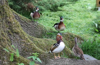 Carolin et Mandarin