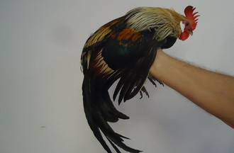 Coq de race naine allemande