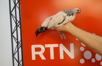 Poule de race naine allemande