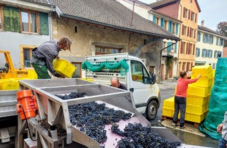 Photo du défi sur le thème de la vigne et des vendanges